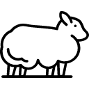 sheep image